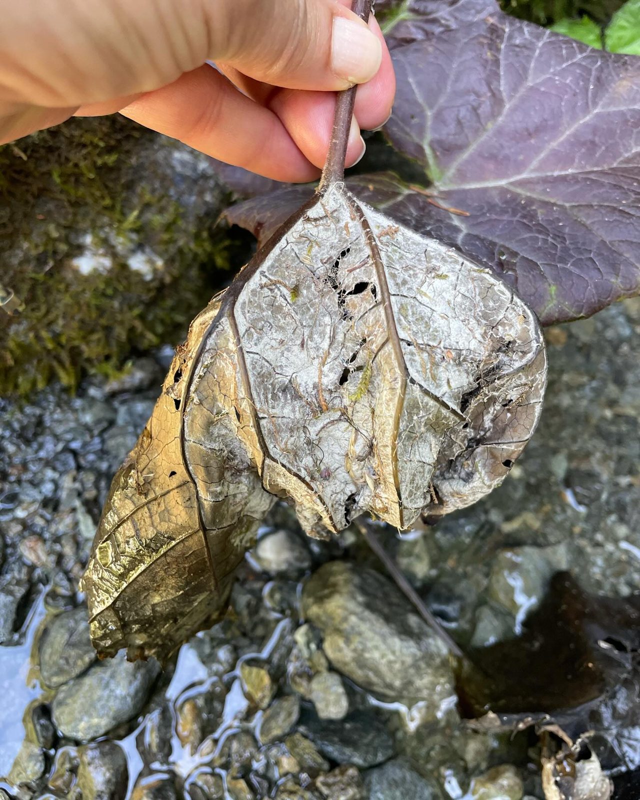 Feuille d'argile pressée sur le vivant