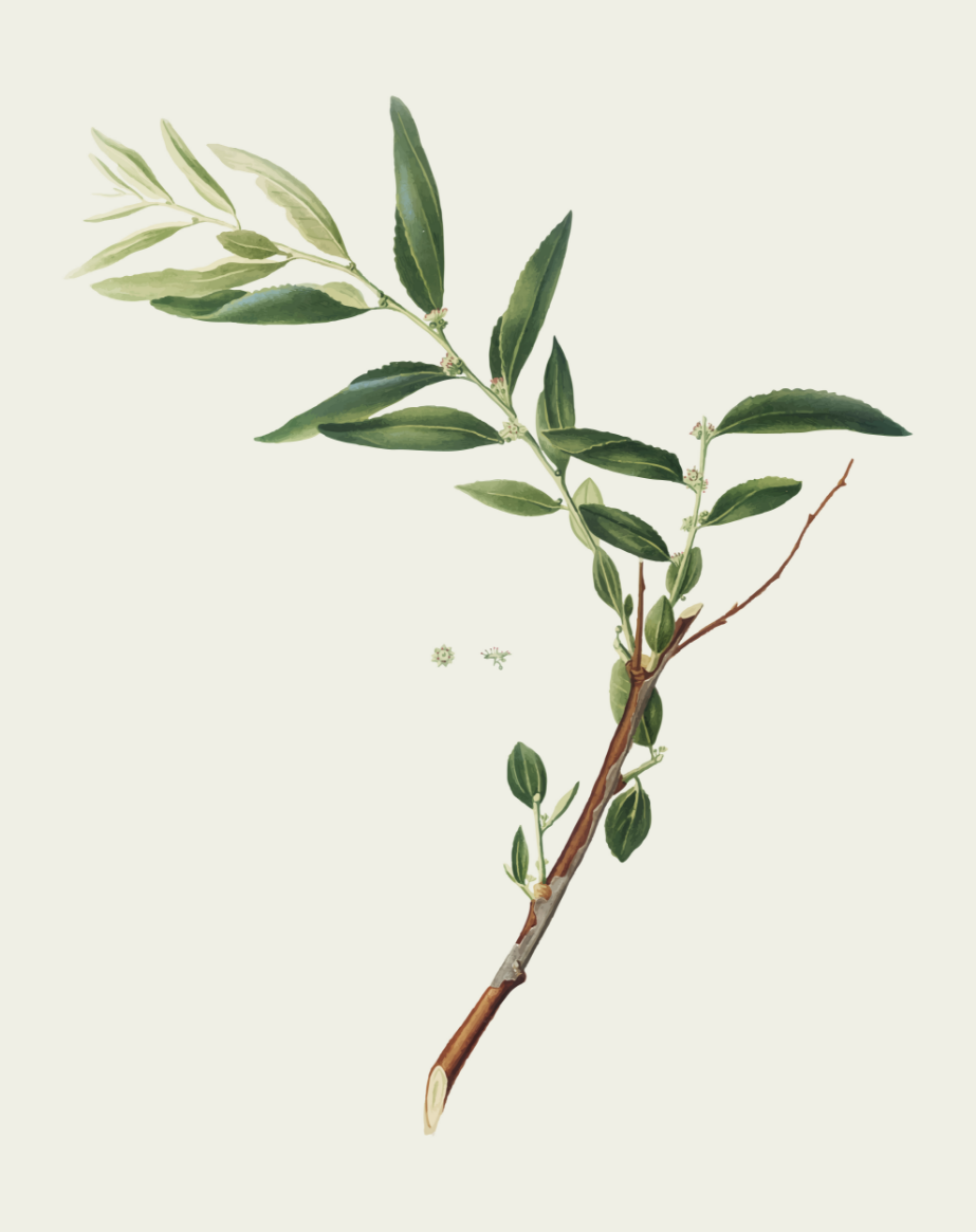 Botanical plate