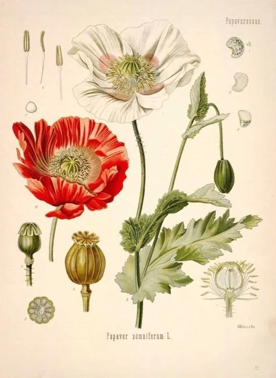Botanical plate