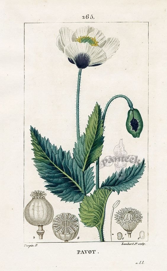 Botanical plate