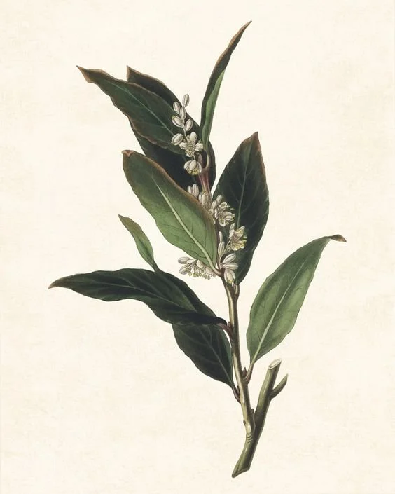 Botanical plate