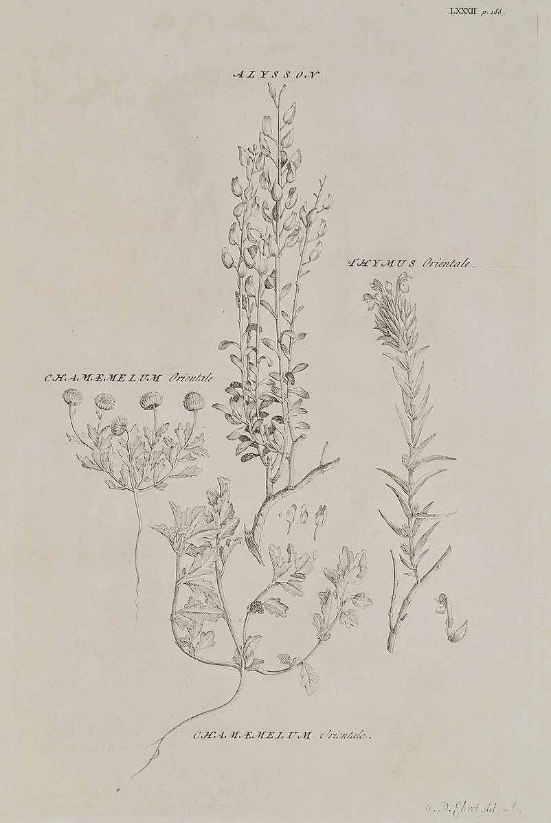 Botanical plate