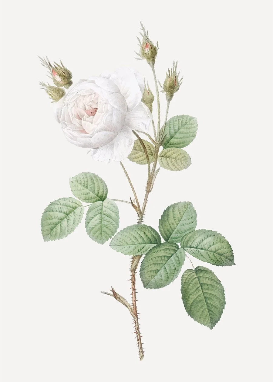 Botanical plate