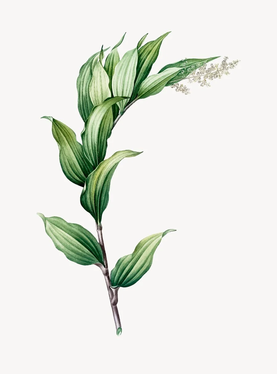 Botanical plate