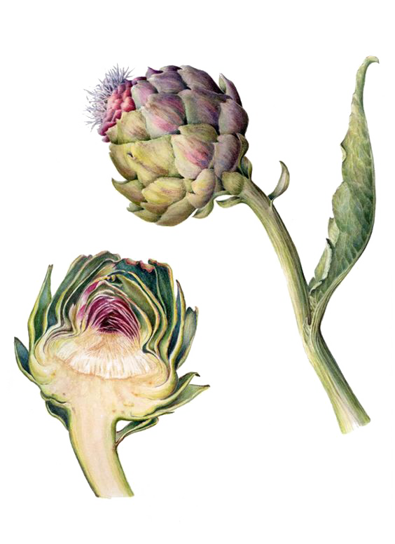 Botanical plate