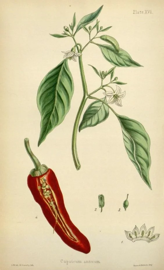 Botanical plate