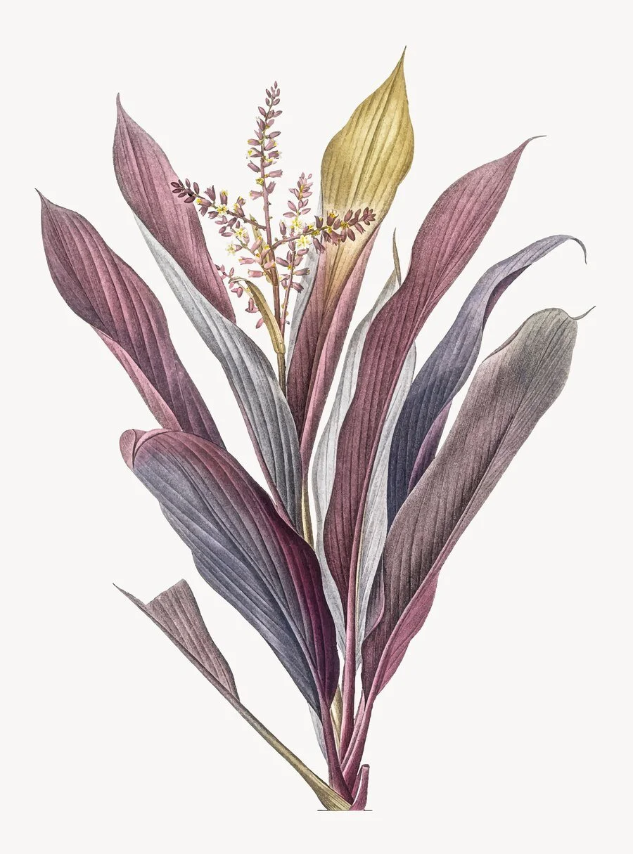 Botanical plate